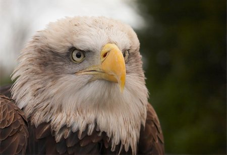 simsearch:400-04083265,k - This beautiful Bald Eagle was captured at a Raptor centre in Hampshire, UK. Stock Photo - Budget Royalty-Free & Subscription, Code: 400-05089515