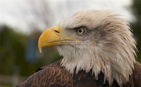 simsearch:400-04083265,k - This beautiful Bald Eagle was captured at a Raptor centre in Hampshire, UK. Stock Photo - Budget Royalty-Free & Subscription, Code: 400-05089516