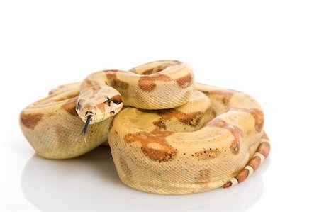 Central American Boa (Boa constrictor imperator) on white background. Stock Photo - Budget Royalty-Free & Subscription, Code: 400-05083207
