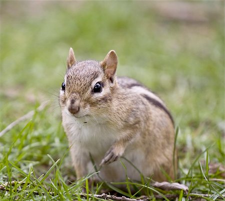 simsearch:622-06809313,k - chipmunk close up shot green grass Stock Photo - Budget Royalty-Free & Subscription, Code: 400-05083971
