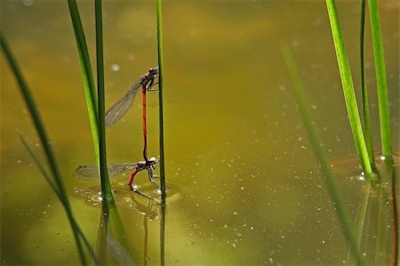 Red Damselfly photographed in Frankfurt/Main, Hessen, Germany Stock Photo - Budget Royalty-Free & Subscription, Code: 400-05094277