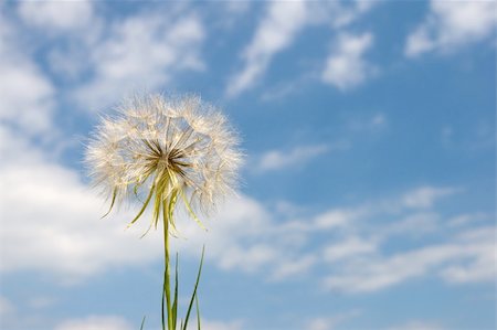 large blowball on the cloudy sky background Stock Photo - Budget Royalty-Free & Subscription, Code: 400-05095827