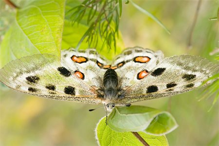 nomion butterfly sitting on the grass Stock Photo - Budget Royalty-Free & Subscription, Code: 400-05096272