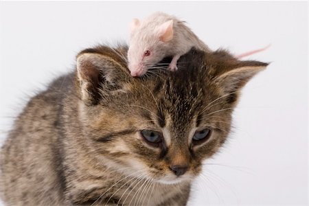 Child cat and grey mouse Stock Photo - Budget Royalty-Free & Subscription, Code: 400-05097221