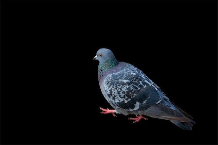 simsearch:400-04604339,k - Classical grey pigeon is doing a step Stock Photo - Budget Royalty-Free & Subscription, Code: 400-05097278