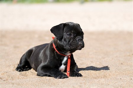 Black and white french bulldog puppy looking Photographie de stock - Aubaine LD & Abonnement, Code: 400-05098279