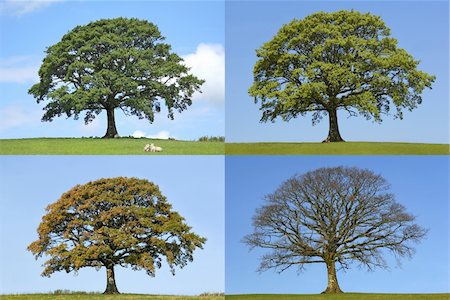 photos of trees summer winter fall spring - Oak tree in the four seasons of spring, summer, fall and winter in rural countryside all set against a blue sky. Stock Photo - Budget Royalty-Free & Subscription, Code: 400-05099224