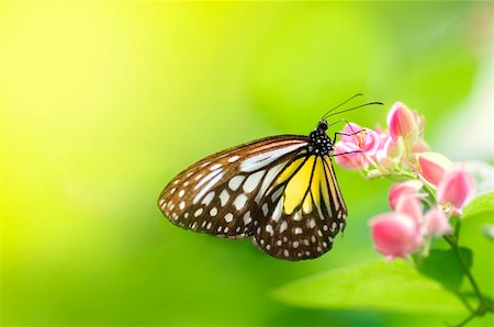 simsearch:400-04259527,k - A butterfly feeding on flower Stock Photo - Budget Royalty-Free & Subscription, Code: 400-05099431