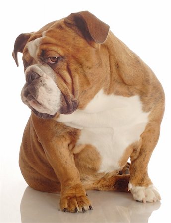 red brindle english bulldog with a bad attitude Stock Photo - Budget Royalty-Free & Subscription, Code: 400-05093578