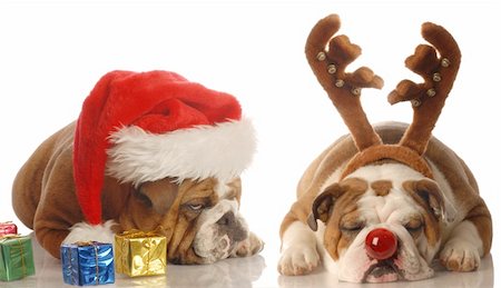 funny pampered dog - bulldogs dressed up as santa and rudolph - upset santa Stock Photo - Budget Royalty-Free & Subscription, Code: 400-05093617