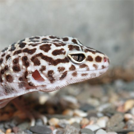 The lizard. A kowtowing animal on stones - a pebble Stock Photo - Budget Royalty-Free & Subscription, Code: 400-05104139