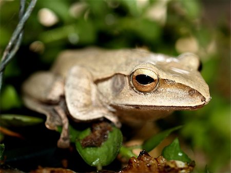 a photo of closeup of a  frog  , amphibian Stock Photo - Budget Royalty-Free & Subscription, Code: 400-05107197