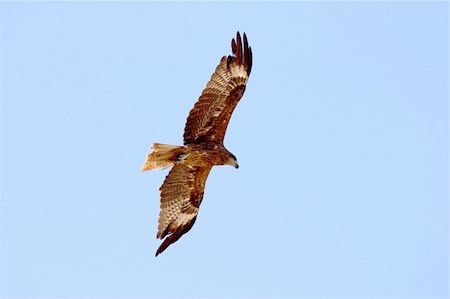 staring eagle - eagle is flying in the sky Photographie de stock - Aubaine LD & Abonnement, Code: 400-05107933