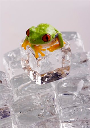 rana temporaria - Red eye tree frog on ice Stock Photo - Budget Royalty-Free & Subscription, Code: 400-05101114