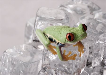 rana temporaria - Red eye tree frog on ice Stock Photo - Budget Royalty-Free & Subscription, Code: 400-05101117