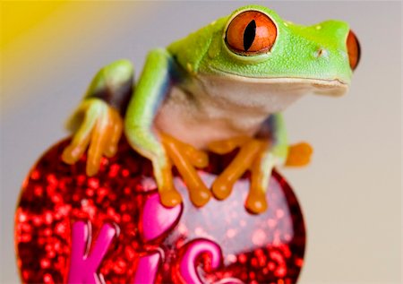 rana temporaria - Red eye tree frog Stock Photo - Budget Royalty-Free & Subscription, Code: 400-05101110