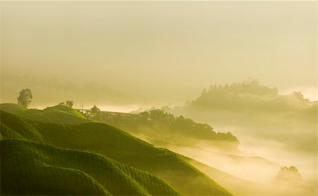 misty morning in tea farm at Cameron Highland Malaysia Stock Photo - Budget Royalty-Free & Subscription, Code: 400-05103126