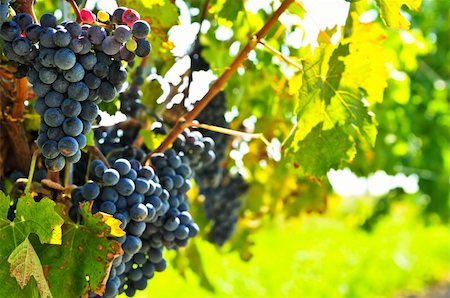 simsearch:846-03166143,k - Red grapes growing on vine in bright sunshine Stock Photo - Budget Royalty-Free & Subscription, Code: 400-05114734