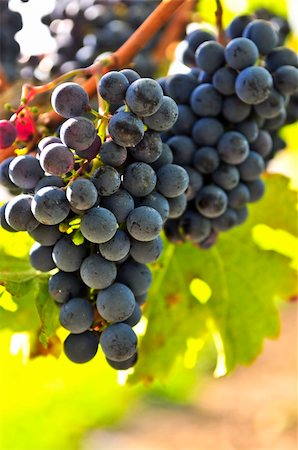 simsearch:846-03166143,k - Red grapes growing on vine in bright sunshine Stock Photo - Budget Royalty-Free & Subscription, Code: 400-05114735