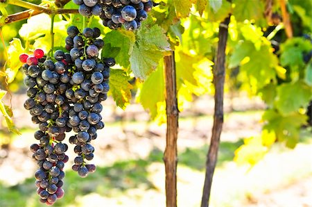 simsearch:846-03166143,k - Red grapes growing on vine in bright sunshine Stock Photo - Budget Royalty-Free & Subscription, Code: 400-05114733