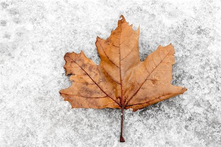 Fallen brown leaf on the snow Stock Photo - Budget Royalty-Free & Subscription, Code: 400-05115028