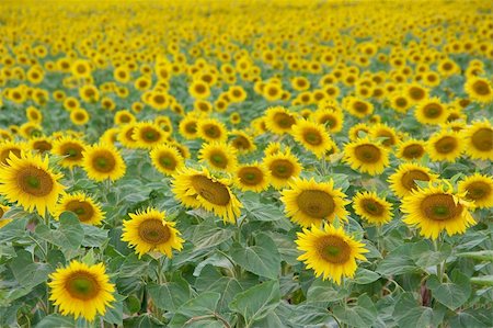 simsearch:400-04996406,k - Endless fields of sunflowers Stock Photo - Budget Royalty-Free & Subscription, Code: 400-05116226