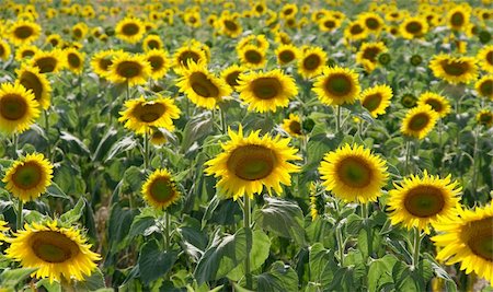 simsearch:400-04996406,k - Endless field of sunflowers, the closer ones in focus Stock Photo - Budget Royalty-Free & Subscription, Code: 400-05116403