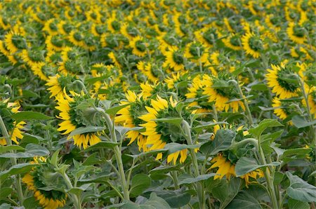 simsearch:400-04996406,k - Endless field of sunflowers showing their back Stock Photo - Budget Royalty-Free & Subscription, Code: 400-05116481