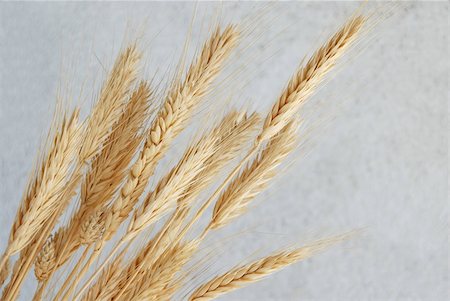 yellow dry wheat ears over gray background Stock Photo - Budget Royalty-Free & Subscription, Code: 400-05118172