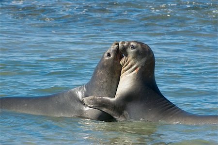 simsearch:700-00481653,k - Elephant seal in the coast of Peninsula Valdes, Patagonia, Argentina. Stock Photo - Budget Royalty-Free & Subscription, Code: 400-05118975
