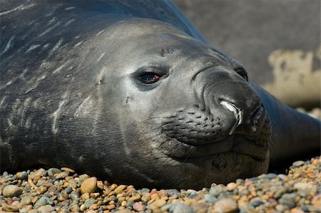 simsearch:700-00481653,k - Elephant seal in the coast of Peninsula Valdes, Patagonia, Argentina. Stock Photo - Budget Royalty-Free & Subscription, Code: 400-05118976