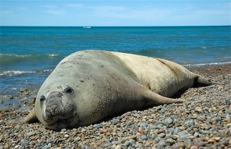 simsearch:700-00481653,k - elephant seal in the coast of peninsula valdes, patagonia, argentina. Stock Photo - Budget Royalty-Free & Subscription, Code: 400-05118977