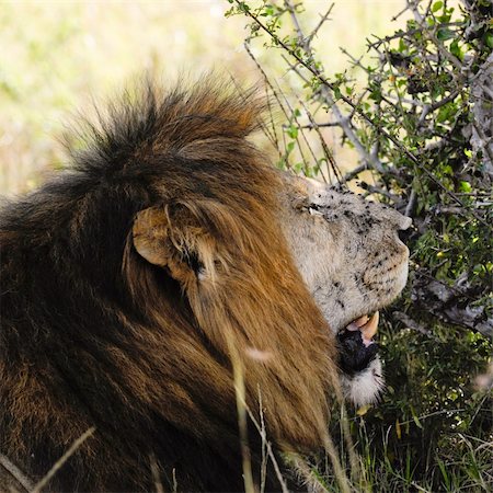 simsearch:400-04171805,k - African lion  (Panthera Leo) exhausted with  flies swarming all over  his snout ,  Masai  Mara National Park, Kenya, East Africa Stock Photo - Budget Royalty-Free & Subscription, Code: 400-05119016