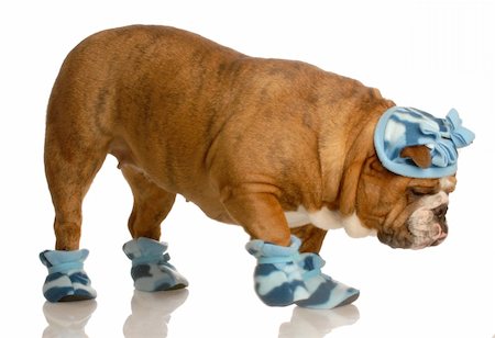 english bulldog walking in winter hat and boots Stock Photo - Budget Royalty-Free & Subscription, Code: 400-05119075