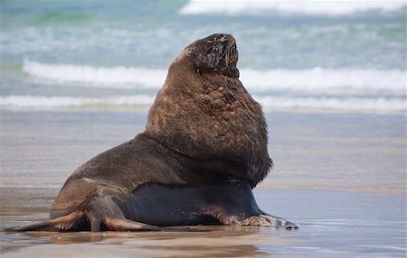 simsearch:400-04533218,k - Male sealion posing at Canibal beach New Zealand. Stock Photo - Budget Royalty-Free & Subscription, Code: 400-05119158