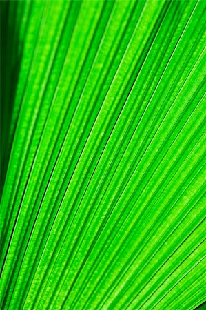 A very large tropical leaf texture background Stock Photo - Budget Royalty-Free & Subscription, Code: 400-05119718