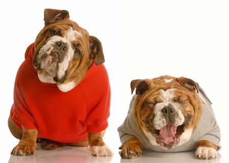 two english bulldogs sharing a joke where one doesn't get the punchline - lack of communication Photographie de stock - Aubaine LD & Abonnement, Code: 400-05110042