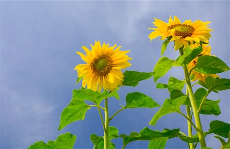 simsearch:400-04996406,k - View of nice fresh sunflower on blue sky back Stock Photo - Budget Royalty-Free & Subscription, Code: 400-05112479