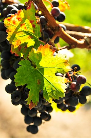 simsearch:846-03166143,k - Red grapes growing on vine in bright sunshine Stock Photo - Budget Royalty-Free & Subscription, Code: 400-05113958