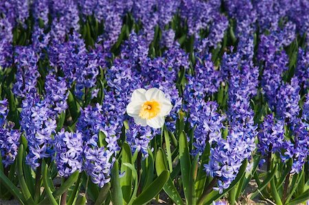 Daffodil and purple hyacinths on sunny morning in spring Stock Photo - Budget Royalty-Free & Subscription, Code: 400-05125270