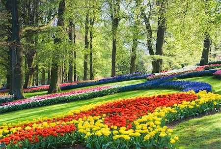 Colorful spring flowers under the beech trees in the park Stock Photo - Budget Royalty-Free & Subscription, Code: 400-05126491