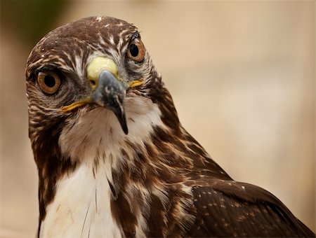 Portrait of a beautiful raptor or bird of prey Stock Photo - Budget Royalty-Free & Subscription, Code: 400-05126893