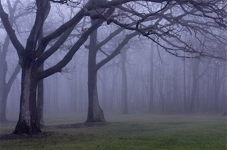Beautiful and surreal foggy forest very peaceful yet foreboding. Photographie de stock - Aubaine LD & Abonnement, Code: 400-05127900