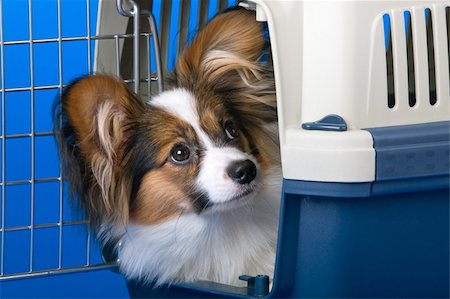 dog cage - Young dog papillon and a plastic carrier Stock Photo - Budget Royalty-Free & Subscription, Code: 400-05129063