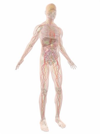 3d rendered anatomy illustration of a transparent human body Stock Photo - Budget Royalty-Free & Subscription, Code: 400-05122207