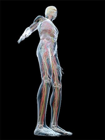 3d rendered anatomy illustration of a transparent human body Stock Photo - Budget Royalty-Free & Subscription, Code: 400-05122209