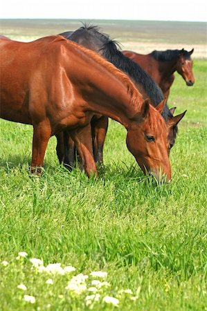 simsearch:400-05294140,k - three horses are grazed on a meadow Stock Photo - Budget Royalty-Free & Subscription, Code: 400-05122934