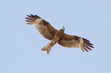 staring eagle - eagle is flying in the sky Photographie de stock - Aubaine LD & Abonnement, Code: 400-05123371