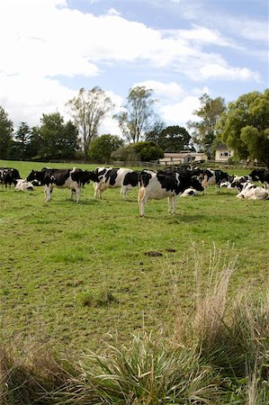 simsearch:400-05323136,k - Herd of Dairy Cows on a Farm Foto de stock - Super Valor sin royalties y Suscripción, Código: 400-05134401