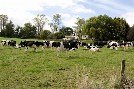 simsearch:400-05323136,k - Herd of Dairy Cows on a Farm Foto de stock - Super Valor sin royalties y Suscripción, Código: 400-05134402
